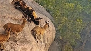 African Wild Dog Boar and Impala Predation Deadly battles with predators and wounding lions [upl. by Pressey953]