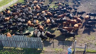 Real Life Cattle Ranching [upl. by Moorish312]