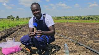 StepbyStep Guide Using Orthosilicic in Onion Nursery Bed and how sow your seeds  bulbonion [upl. by Yahsed]