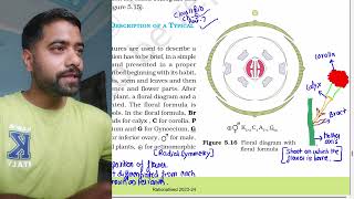 Morphology of flowering plantsPart 7Floral diagram  Floral formula  Brassicaceae  Solanaceae [upl. by Ong]