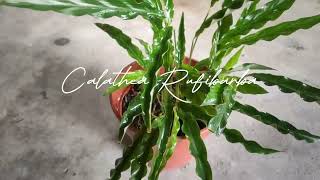 Personal Plant Collection Calathea Rufibarba [upl. by Michigan]