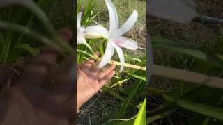 Crinum Digweedii  พลับพลึงสีขาวมีลายเส้นสีชมพู [upl. by Ylloh]