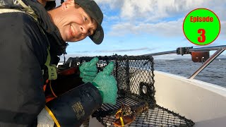 3rd haul of the norwegian lobsterseason Fishing for lobster Hummerfiske 2024 i Norge [upl. by Heyes]