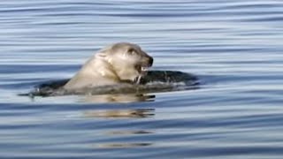 Great Male Polar Bear Swimming in Freezing Seas  Planet Earth  BBC Studios [upl. by Assirec]