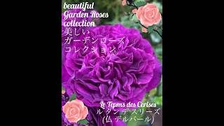 【beautiful Garden Roses collection「le tepms des cerises」】「ル タン デ スリーズ」 [upl. by Nudnarb]