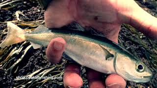 Catching Coalfish Fly Fishing At Filey Brigg [upl. by Driscoll]