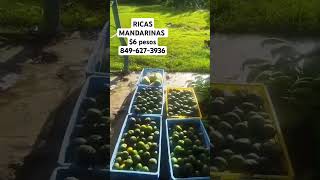 CULTIVO DE MANDARINAS [upl. by Airtemed]