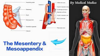 The Mesentery and Mesoappendix  Attachments and Contents  Medical Medics [upl. by Oigroig]