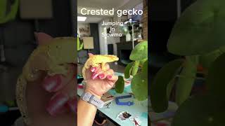 Crested gecko jumping in slowmo [upl. by Lipson]