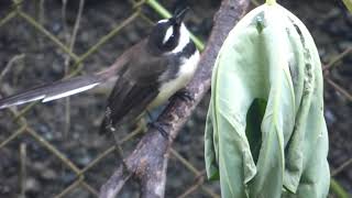 Wildlife Bird Backyard Ilocos Sur Philippines [upl. by Aihsenyt]