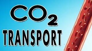 Transport of Carbon Dioxide in Blood [upl. by Marka]