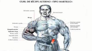 Como Hacer Ejercicios Para Biceps [upl. by Enovad]