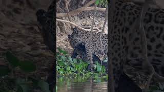 😱😱JAGUAR 🐆 HUNTING CROCODILE 🐊 INSIDE THE WATER [upl. by Hortensia802]