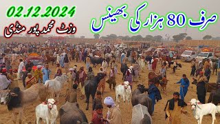 Complete Visit Cattle Market Muhammad Pur  Complete information about prices [upl. by Margarita]