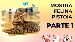 Mostra felina Pistoia parte 1 Mostra di Gatti 😻​😸​😽​🙀​ [upl. by Bronk]