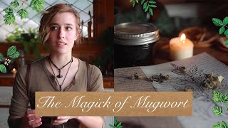 The Magick of Mugwort  Magickal Herbal Profile  Properties of Herbs [upl. by Russel]