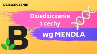 DZIEDZICZENIE 1 cechy według Mendla Krzyżówka rozkład fenotypu genotypu KOREPETYCJE z BIOLOGII  238 [upl. by Sabina]