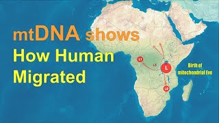 mtDNA shows how humans migrated across the World [upl. by Sesmar]