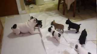 French bulldog playing with his pups [upl. by Aninnaig]