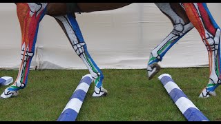 Horse Anatomy  Lower Leg Tendons and Ligaments Jumping [upl. by Wobniar]