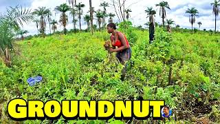 FRESHLY HARVESTED GROUNDNUT At TripleAs Farm  🇸🇱 Episode 12  Farming In Sierra Leone [upl. by Venable]