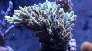 Acropora millepora [upl. by Modeerf3]