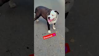 pitbull americanpitbull shepherd bulldog tredingshort ytshorts [upl. by Braunstein444]