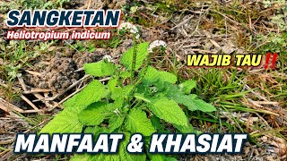 MANFAAT SANGKETAN TUK KESEHATAN ‼️ Heliotropium indicum sangketan heliotropiumindicum [upl. by Atnoid]