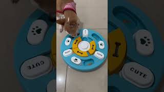 Juguete nuevo para Chente ✨asmr dog doglover [upl. by Bowlds444]