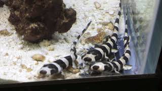 Black Banded Cat Sharks NRHS Shark Hatchery Lab 180306 Shark Pups 10 3 and 6 [upl. by Paine]