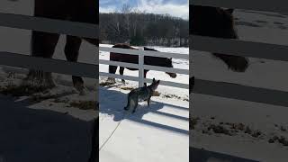 20 plus year old Rescue Horse Kelly Belly tries to make friends with 3 yr old German Shepherd Zendy [upl. by Anyd]