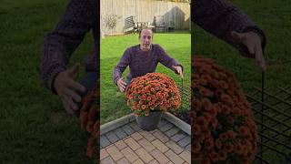 Chrysanthemums flower in November gardening subtropical adventure explore ideas motivation [upl. by Absalom151]