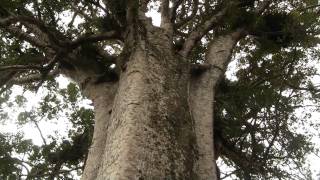 Coromandel Kauri Tree Полуостров Коромандел Каури 702sp [upl. by Rorke98]