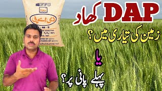 The ideal time and method for DAP fertilizer application in wheat crop  Abid Ali Agrarian [upl. by Aros667]