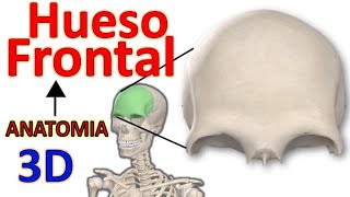 Hueso Frontal  Anatomia Caras Bordes Accidentes Anatómicos FÁCIL [upl. by Annahsat]