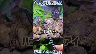 【虫注意】イエアメガエルにコオロギ与える🐸 [upl. by Ayatnwahs]