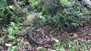 Scent tracking behavior on a crocodile monitor Varanus salvadorii at Singapore Zoo [upl. by Rosita119]