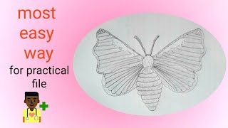 How to draw Moth  Bombyx Easy way  Step by step [upl. by Sum]