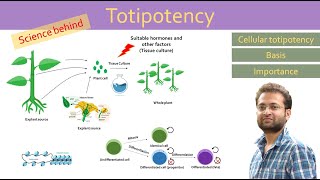 Totipotency cellular totipotency Differentiation Dedifferentiation Redifferentiation [upl. by Yevre74]