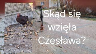 Czesława  opóźnienia mixów  kurczaki i straty w hodowli 😧🐓🦆🐔🐤🙂 [upl. by Dambro]