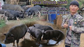 ua nqaij npuas hmoob noj nawb [upl. by Marfe]