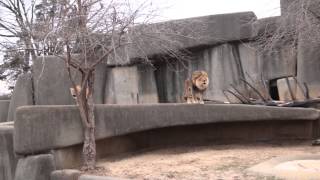 Lion and Lioness Roaring  Louisville Zoo [upl. by Eicaj]