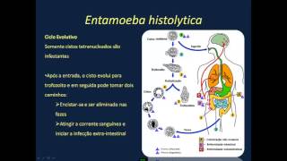 Parasitas Intestinais  Amebas  RESUMO [upl. by Alahcim]