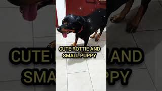 CUTE ROTTIE AND THE SMALL PUPPYADORABLE PETS shorts rotteweiler animals [upl. by Suryc545]