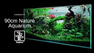 Wonderful 90cm Nature Aquarium  Relaxing Cinematic [upl. by Cordey]