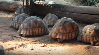 Thank you for supporting Hope for Tortoises [upl. by Coop]