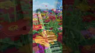 Piano Cover  Laputa Castle in the sky 天空之城  Starter level  3 months 基础级别 零基础3个月 [upl. by Henghold]