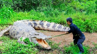 Dwarf Family Primitive Life Encounter a crocodile while harvesting jackfruit  garden renovation [upl. by Ennaeus406]