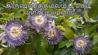 தெய்வீக மணம் வீசும் கிருஷ்ண கமலம் பூ செடி வளர்ப்பு முறை  Krishna Kamalam  Passion flower plant [upl. by Isbella]