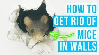 How to GET RID OF MICE IN WALLS  Mouse in wall [upl. by Idnar]